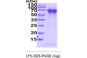 SDS-PAGE (SDS) image for Chromogranin A (CHGA) (AA 19-457) protein (His tag) (ABIN7529384) (Chromogranin A Protein (CHGA) (AA 19-457) (His tag))