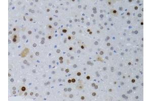 Immunohistochemistry of paraffin-embedded mouse liver using PCNA antibody. (PCNA anticorps  (AA 1-261))