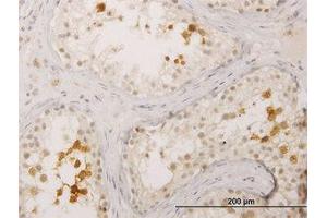 Image no. 1 for anti-Bol, Boule-Like (BOLL) (AA 185-284) antibody (ABIN599300) (BOLL anticorps  (AA 185-284))