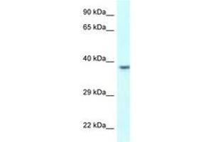 Image no. 1 for anti-Uroplakin 3B (UPK3B) (AA 247-296) antibody (ABIN6747778) (Uroplakin 3B anticorps  (AA 247-296))