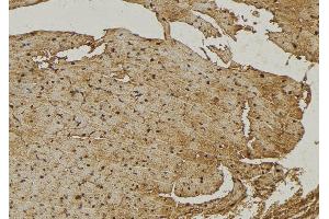 ABIN6272967 at 1/100 staining Mouse muscle tissue by IHC-P. (Sialidase 4 anticorps  (Internal Region))