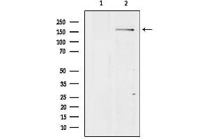 anti-Brain-Specific Angiogenesis Inhibitor 1 (BAI1) (Internal Region) antibody