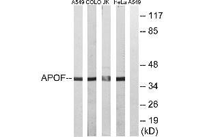 Western blot analysis of extracts from A549 cells, COLO cells, Jurkat cells and HeLa cells, using APOF antibody. (Apolipoprotein F anticorps)