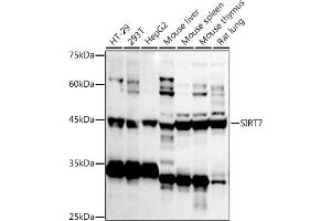 Western blot analysis of extracts of various cell lines, using SIRT7 antibody (ABIN3021210, ABIN3021211, ABIN3021212 and ABIN6214068) at 1:1000 dilution.