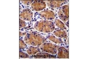 GIN1 Antibody (C-term) (ABIN655674 and ABIN2845140) immunohistochemistry analysis in formalin fixed and paraffin embedded human stomach tissue followed by peroxidase conjugation of the secondary antibody and DAB staining.
