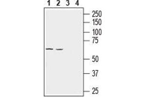 Western blot analysis of rat lung (lanes 1 and 3) and mouse lung (lanes 2 and 4) lysates: - 1, 2. (SLC43A1 anticorps  (4th Extracellular Loop))