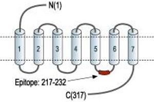 anti-Melanocortin 1 Receptor (MC1R) (3rd Intracellular Loop), (AA 217-232) antibody