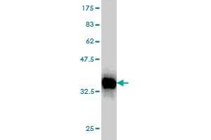 Western Blot detection against Immunogen (36. (PDCD7 anticorps  (AA 47-146))