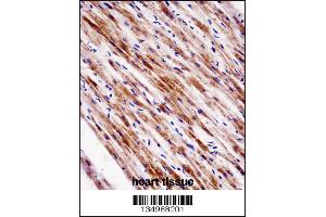 NR1D2 Antibody immunohistochemistry analysis in formalin fixed and paraffin embedded human heart tissue followed by peroxidase conjugation of the secondary antibody and DAB staining. (NR1D2 anticorps  (AA 266-294))