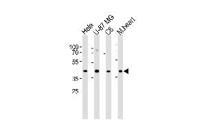 Western blot analysis of lysates from Hela, U-87 MG, C6 cell line and mouse heart tissue lysate (from left to right), using GJA1 Antibody (N121) at 1:1000 at each lane. (Connexin 43/GJA1 anticorps  (N-Term))