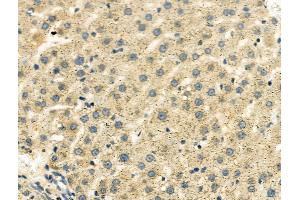 ABIN6260258 and ABIN6276616 at 1/100 staining Rat liver tissue by IHC-P. (BHMT anticorps  (C-Term))
