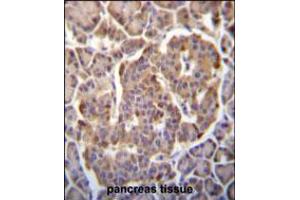 P immunohistochemistry analysis in formalin fixed and paraffin embedded human pancreas tissue followed by peroxidase conjugation of the secondary antibody and DAB staining. (PIK3CB anticorps  (N-Term))