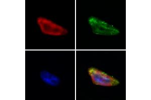 ABIN6265988 and ABIN6273055 staining Hela by IF/ICC.