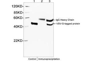 Western blot analysis of immunoprecipitates from VSV-G fusion protein lysates using Rabbit Anti-VSV-G-tag Polyclonal Antibody (ABIN398427) . (VSV-g Tag anticorps)