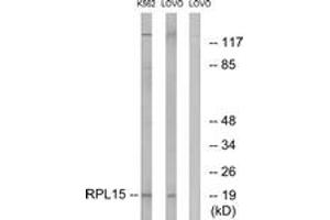 Western blot analysis of extracts from LOVO/K562 cells, using RPL15 Antibody. (RPL15 anticorps  (AA 41-90))