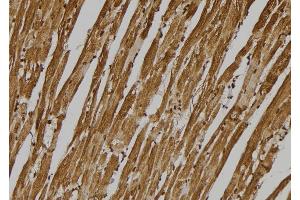 ABIN6275995 at 1/100 staining Mouse heart tissue by IHC-P. (GPR137C anticorps  (Internal Region))