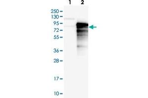 Western blot analysis of Lane 1: Negative control (vector only transfected HEK293T lysate), Lane 2: Over-expression Lysate (Co-expressed with a C-terminal myc-DDK tag (~3. (SYTL4 anticorps)