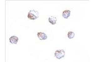 Immunocytochemistry of KLRA1 in 293 cells with KLRA1 antibody at 4 μg/ml.