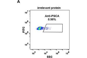 Expi 293 cell line transfected with irrelevant protein (A) and human PSCA (B) were surface stained with Rabbit anti-PSCA monoclonal antibody 1 μg/mL (clone: DM87) followed by Alexa 488-conjugated anti-rabbit IgG secondary antibody. (PSCA anticorps  (AA 12-86))