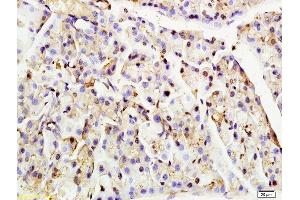 Formalin-fixed and paraffin embedded rat pancreas tissue labeled with Anti-Nucleoporin p62 Polyclonal Antibody, Unconjugated (ABIN681928) at 1:200 followed by conjugation to the secondary antibody (NUP62 anticorps  (AA 451-522))