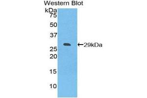 Western Blotting (WB) image for anti-Inducible T-Cell Co-Stimulator Ligand (ICOSLG) (AA 23-249) antibody (ABIN1859247) (ICOSLG anticorps  (AA 23-249))