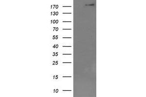 Image no. 1 for anti-Dedicator of Cytokinesis 8 (DOCK8) (AA 833-1160) antibody (ABIN1491684) (DOCK8 anticorps  (AA 833-1160))