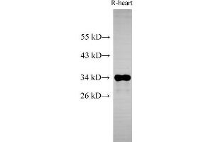 Western Blot analysis of Rat heart using Cytochrome c1 Polyclonal Antibody at dilution of 1:500 (Cytochrome C1 anticorps)