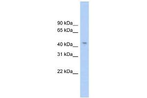 RG9MTD1 antibody used at 1 ug/ml to detect target protein. (RG9MTD1 anticorps)