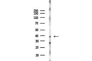 Western blot analysis of lysates from Mouse brain, using SLC16 Antibody at 1/1000 dilution.