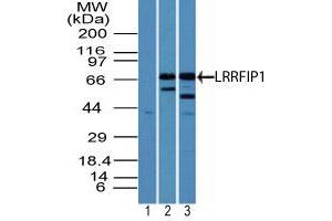 Image no. 1 for anti-Leucine Rich Repeat (In FLII) Interacting Protein 1 (LRRFIP1) (AA 200-250) antibody (ABIN960254) (LRRFIP1 anticorps  (AA 200-250))