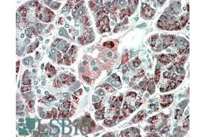 ABIN570998 (5µg/ml) staining of paraffin embedded Human Pancreas. (PEBP4 anticorps  (C-Term))