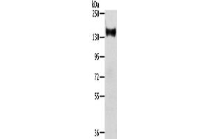 Western Blotting (WB) image for anti-RAS Protein Activator Like 2 (RASAL2) antibody (ABIN2424041) (RASAL2 anticorps)