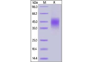 Human CLEC12A, His Tag on  under reducing (R) condition. (CLEC12A Protein (AA 65-265) (His tag))