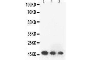 Western Blotting (WB) image for anti-Fibroblast Growth Factor 2 (Basic) (FGF2) (AA 143-288) antibody (ABIN3042812)