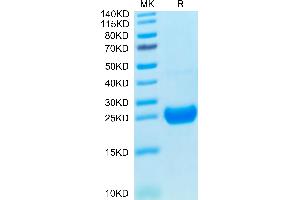 Cynomolgus IL-17F on Tris-Bis PAGE under reduced condition.