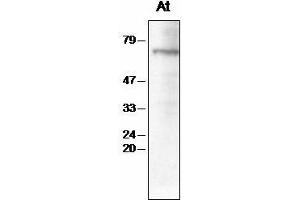 Western blot analysis of spinach chloroplast proteins with anti-polyphenol oxidase (LOC100281477 anticorps)