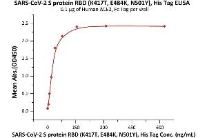 Immobilized Human ACE2, Fc Tag (ABIN6952459,ABIN6952465) at 1 μg/mL (100 μL/well) can bind SARS-CoV-2 S protein RBD (K417T, E484K, N501Y), His Tag (ABIN6973218) with a linear range of 2-39 ng/mL (Routinely tested). (SARS-CoV-2 Spike Protein (P.1 - gamma) (His tag))