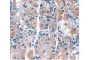 IHC-P analysis of Human Stomach Tissue, with DAB staining. (CD34 anticorps  (AA 32-290))
