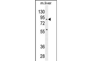 Western blot analysis in mouse liver tissue lysates (35ug/lane). (SPIRE2 anticorps  (AA 285-313))