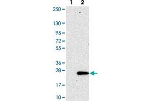 Western blot analysis of Lane 1: Negative control (vector only transfected HEK293T lysate). (SEC11C anticorps)