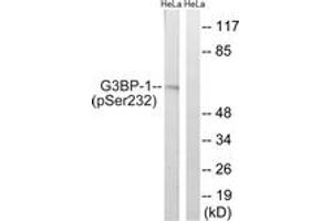 Western Blotting (WB) image for anti-GTPase Activating Protein (SH3 Domain) Binding Protein 1 (G3BP1) (pSer232) antibody (ABIN2888421) (G3BP1 anticorps  (pSer232))