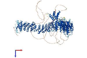 AlphaFold protein structure predicition of Mouse Recombinant Pds5b Protein, UniprotID Q4VA53