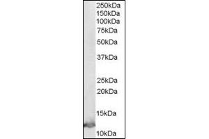 Image no. 1 for anti-Macrophage Migration Inhibitory Factor (Glycosylation-Inhibiting Factor) (MIF) (C-Term) antibody (ABIN372861) (MIF anticorps  (C-Term))