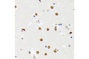 Immunohistochemistry of paraffin-embedded human brain using PTBP2 Rabbit mAb (ABIN7269465) at dilution of 1:100 (40x lens). (PTBP2 anticorps)