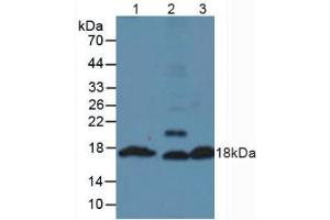 Western blot analysis of (1) Mouse Pancreas Tissue, (2) Mouse Testis Tissue and (3) Mouse Liver Tissue. (Insulin anticorps  (AA 25-54, AA 90-110))