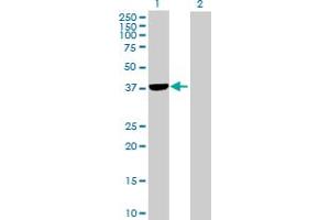 Western Blot analysis of PLCXD1 expression in transfected 293T cell line by PLCXD1 MaxPab polyclonal antibody. (PLCXD1 anticorps  (AA 1-323))