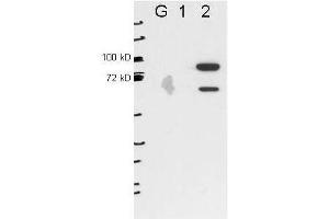 Anti-ESRP2 by western blot shows detection of ESRP2 in transfected 293T cell extracts (lane 2). (ESRP2 anticorps)