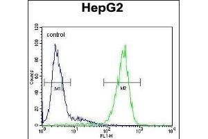 FUCA1 Antibody (Center) (ABIN390762 and ABIN2841020) flow cytometric analysis of HepG2 cells (right histogram) compared to a negative control cell (left histogram). (FUCA1 anticorps  (AA 265-294))