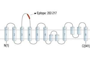 Representative domain view of the target of ABIN7237827.
