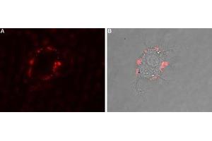 Expression of Adenosine A2B Receptor in rat PC12 cells - Cell surface detection of Adenosine A2B Receptor in intact living rat pheochromocytoma PC12 cells.